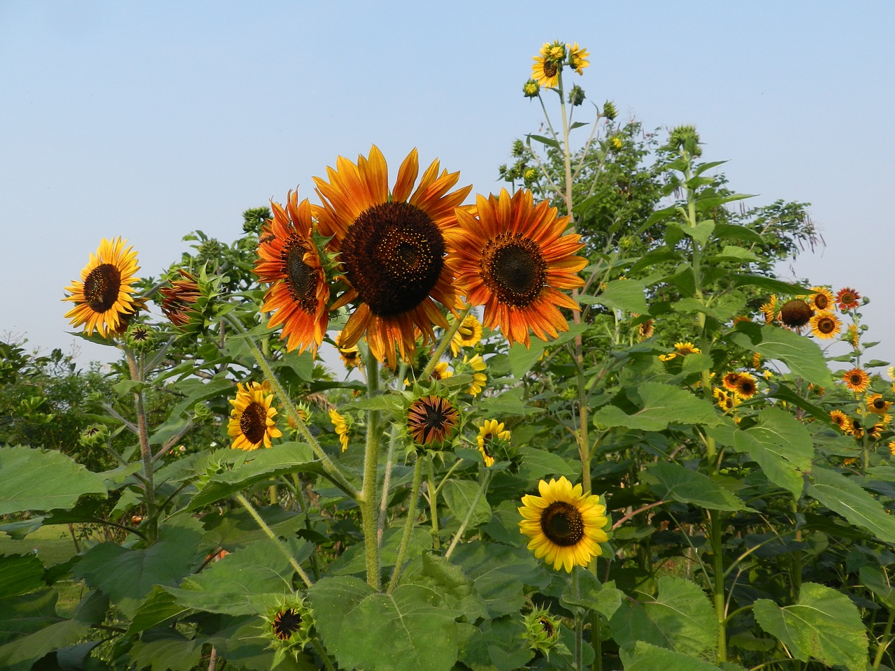 garden flower summer free photo