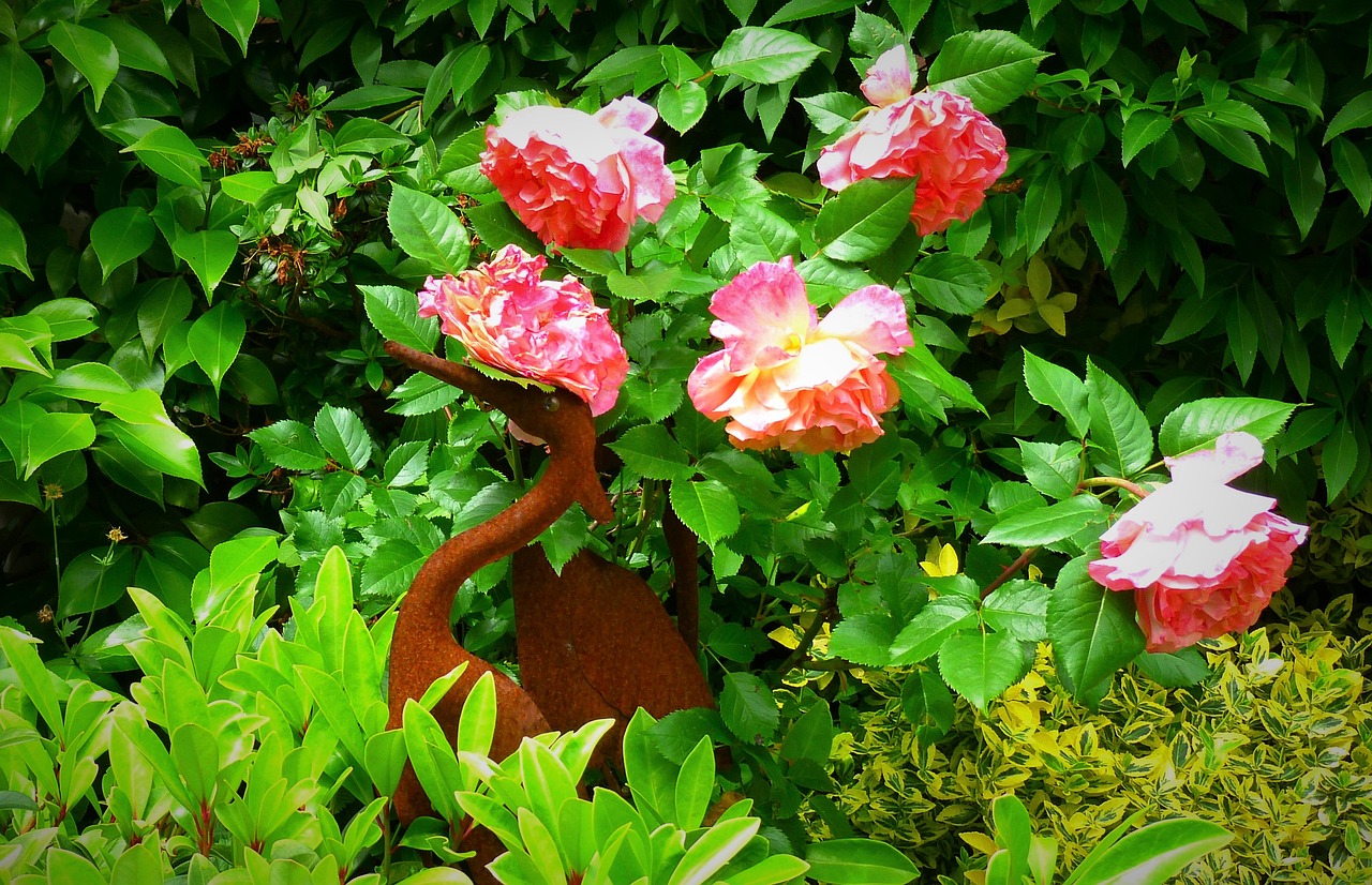 garden autumn roses free photo