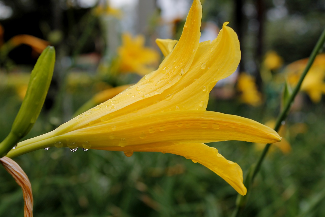 garden colors flower free photo