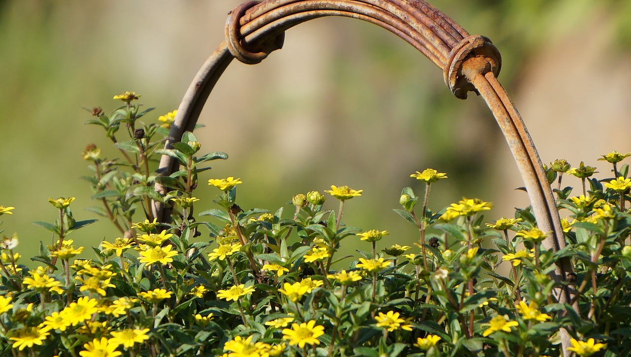 garden flower nature free photo