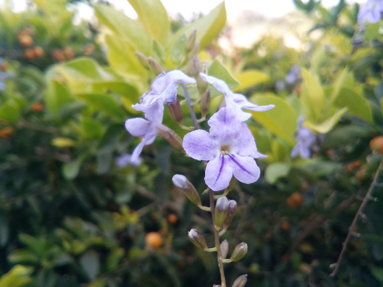 garden plant flower free photo