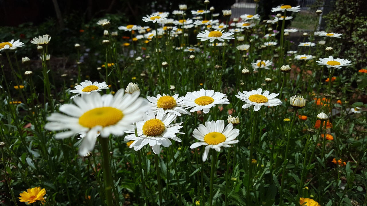 garden margaret flowers free photo