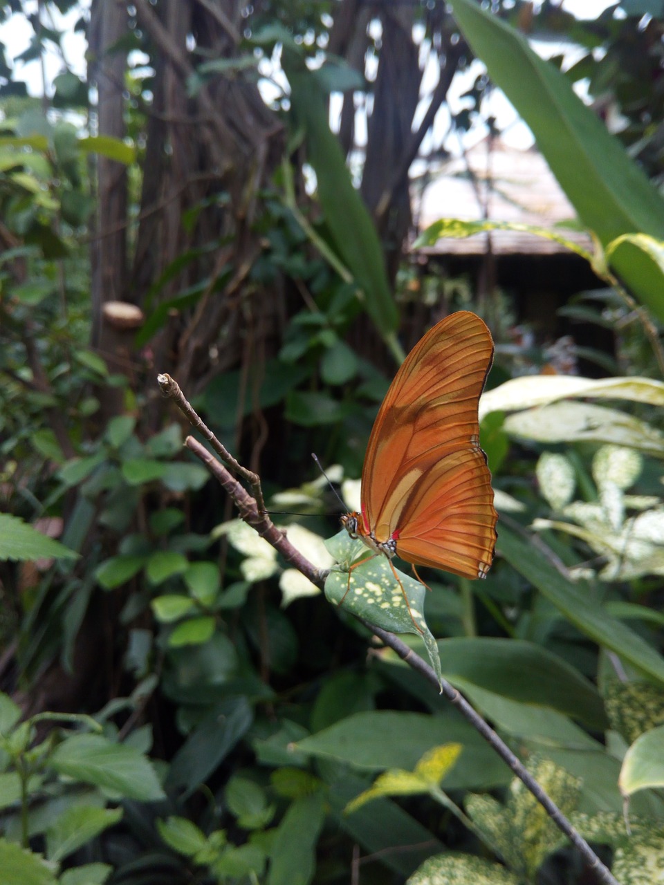 garden butterfly nature free photo