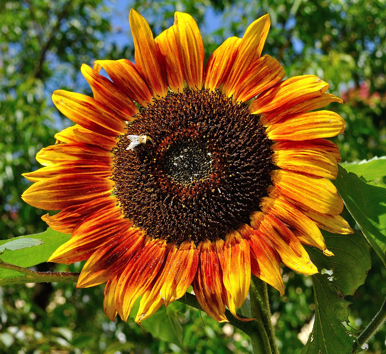 garden summer sun flower free photo