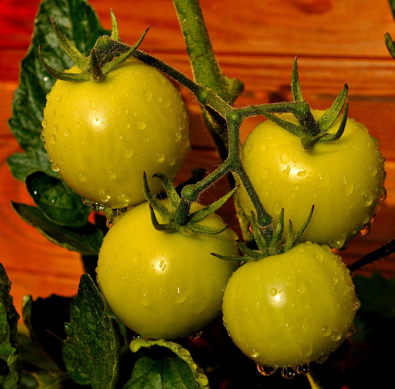 garden eat tomato free photo