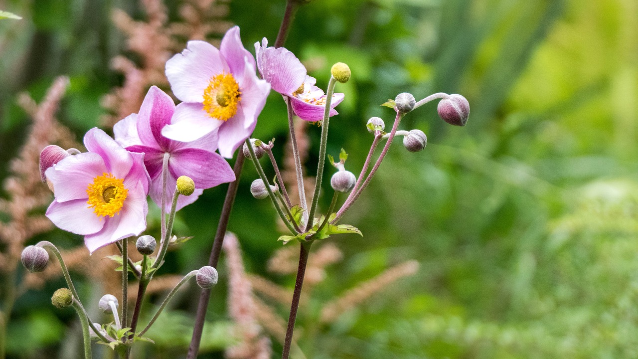 garden flower blossom free photo