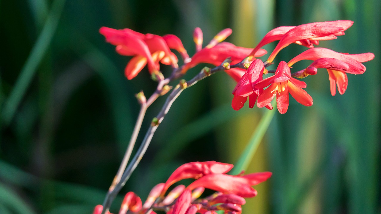 garden flowers red free photo