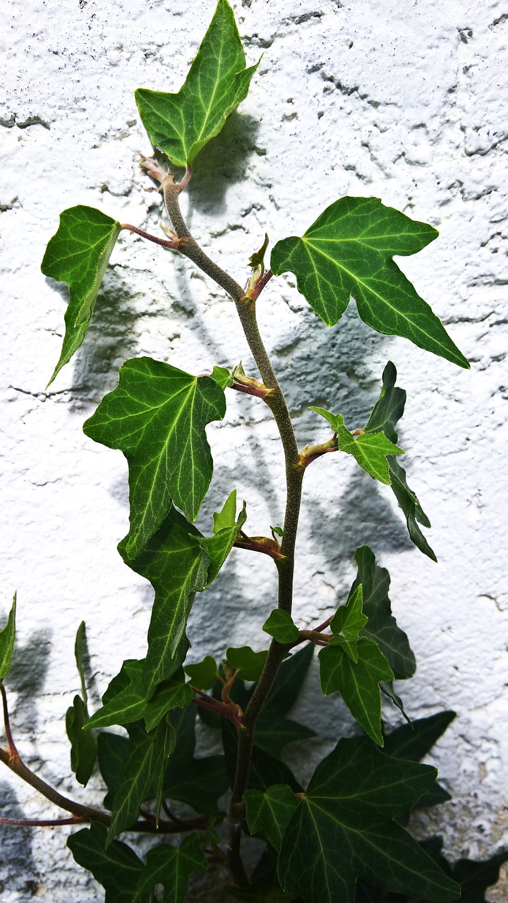 garden hauswand ivy free photo