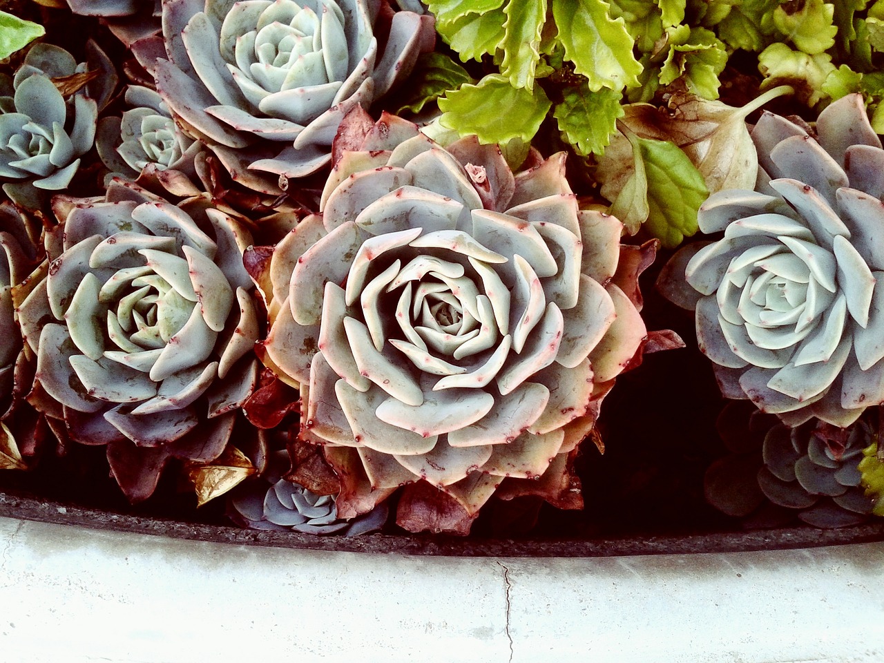 garden plants leaves free photo