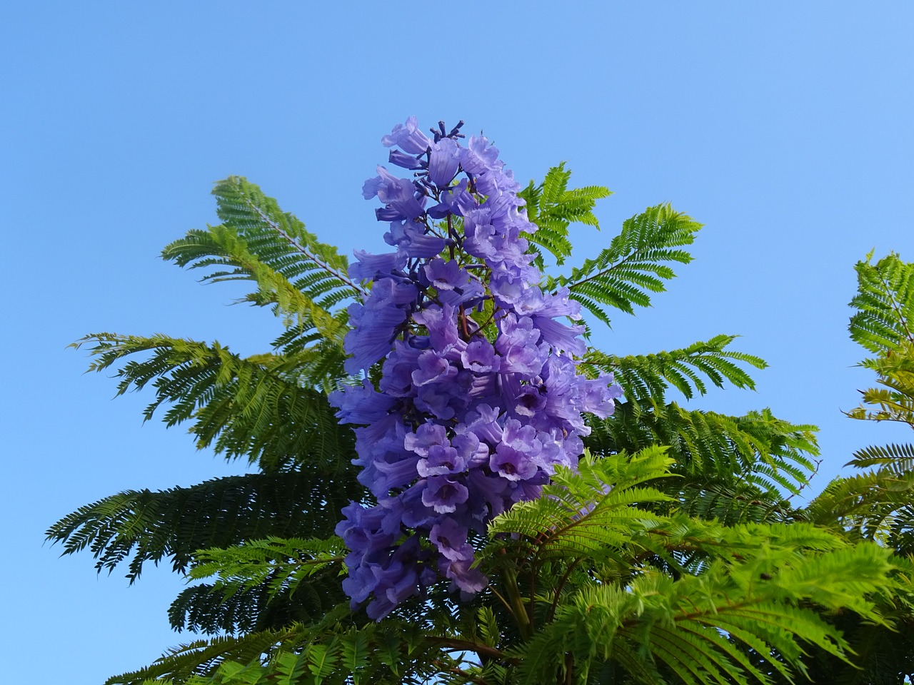 garden flowers lilac autumn free photo