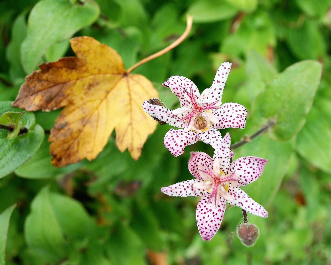 garden plant flower freckled free photo