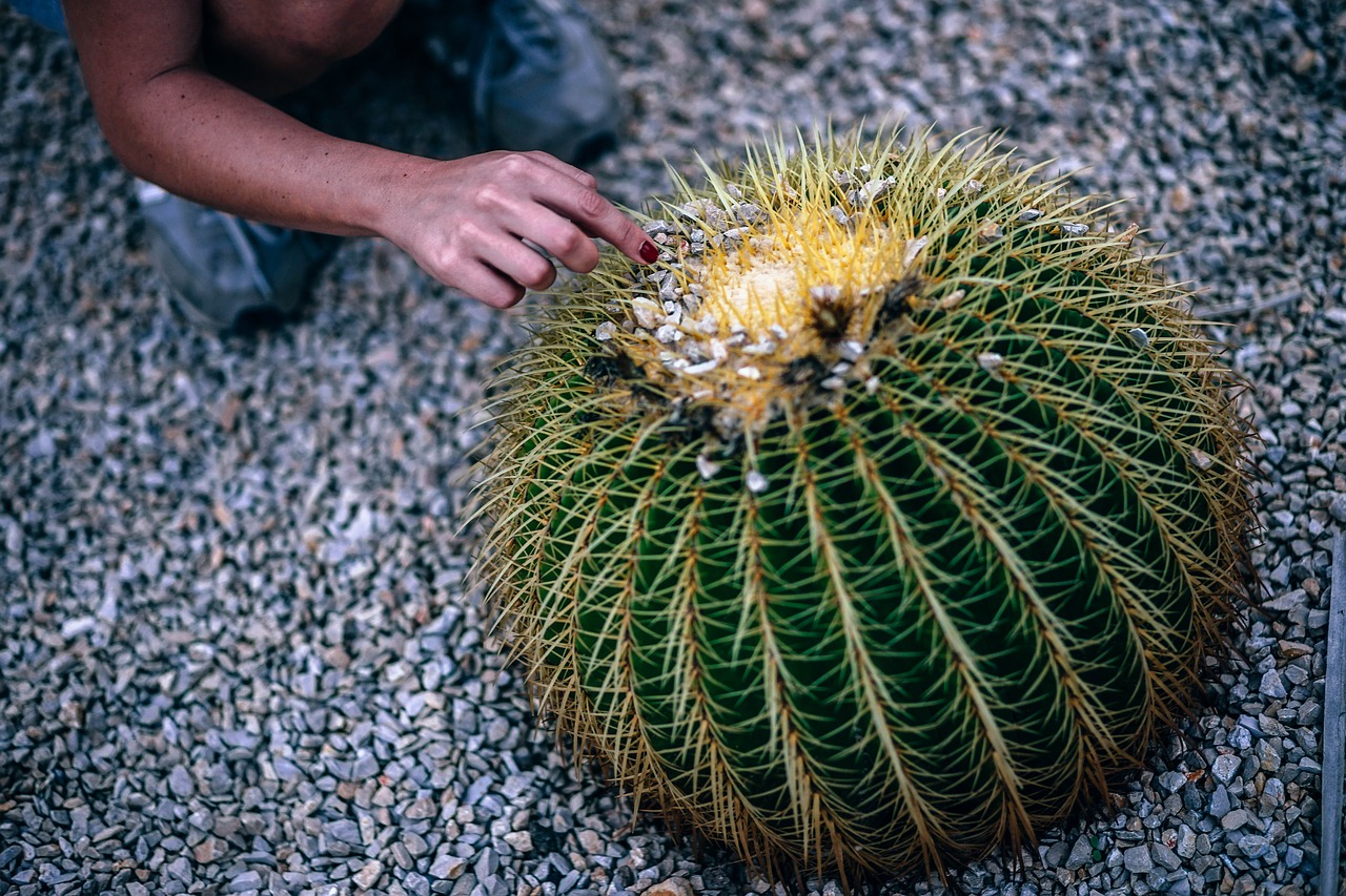 garden cactus succulent free photo