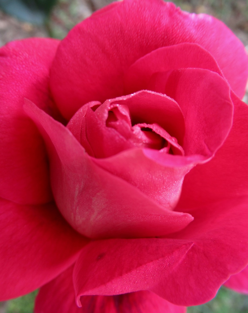 garden rose autumn free photo