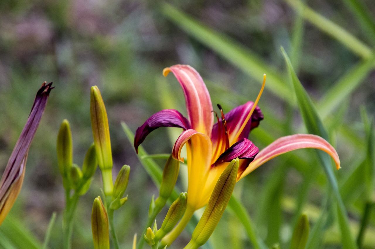 garden spring nature free photo