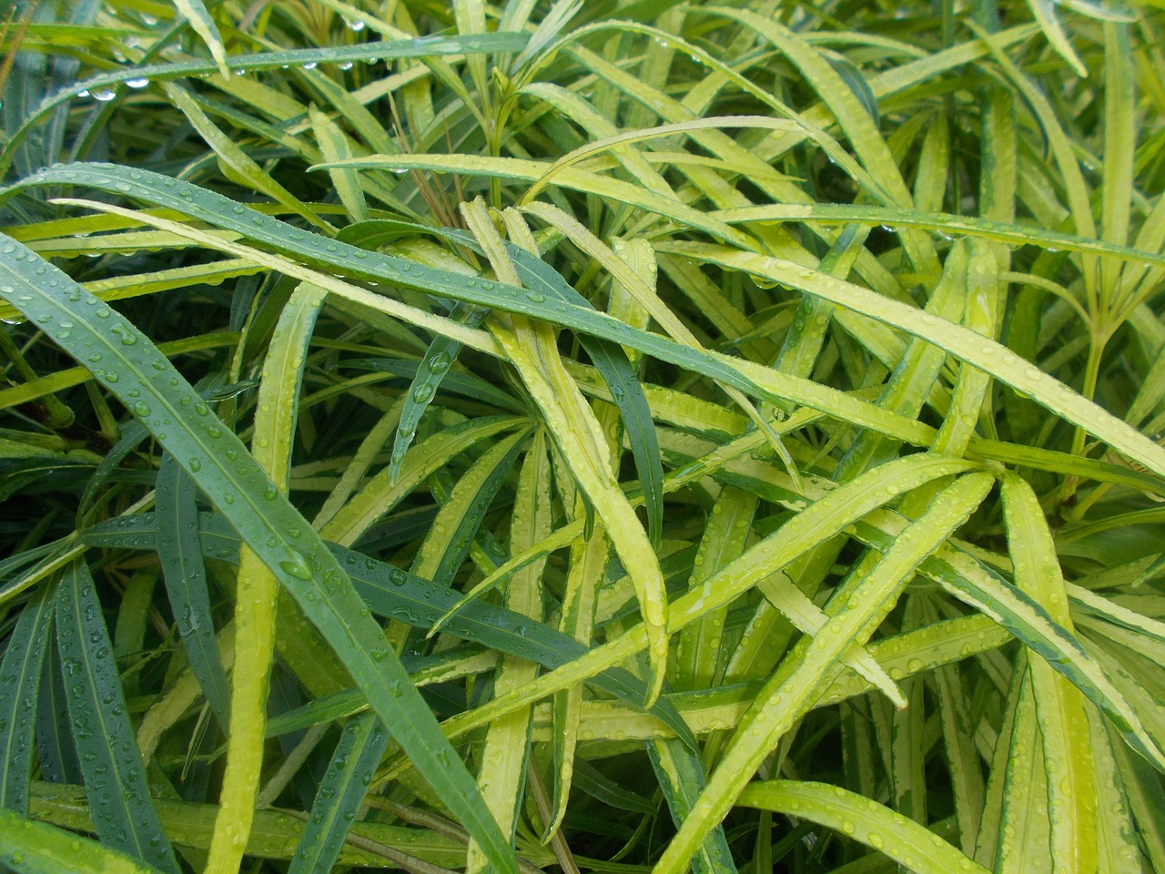 garden plant autumn free photo