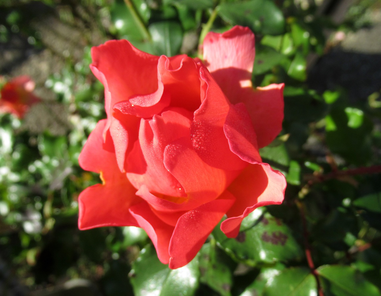 garden rose autumn free photo