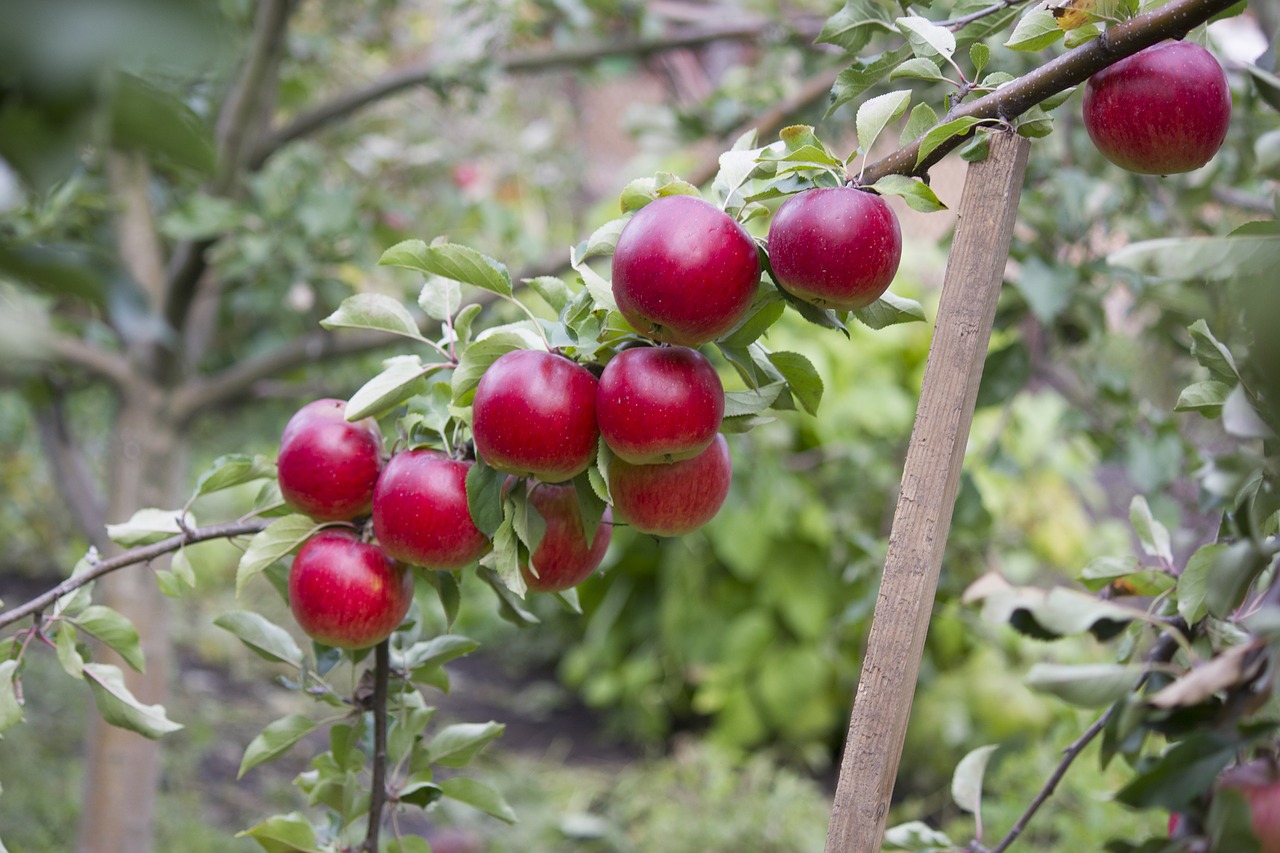 garden apples fruit free photo