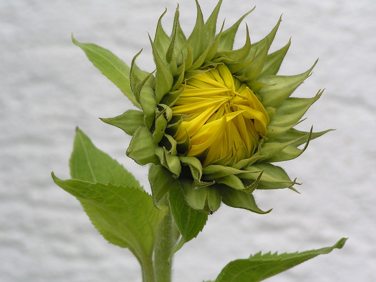 garden sun flower flower free photo