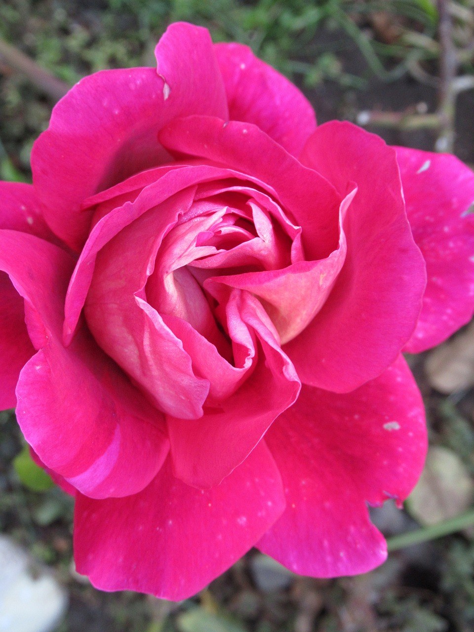 garden rose petals free photo