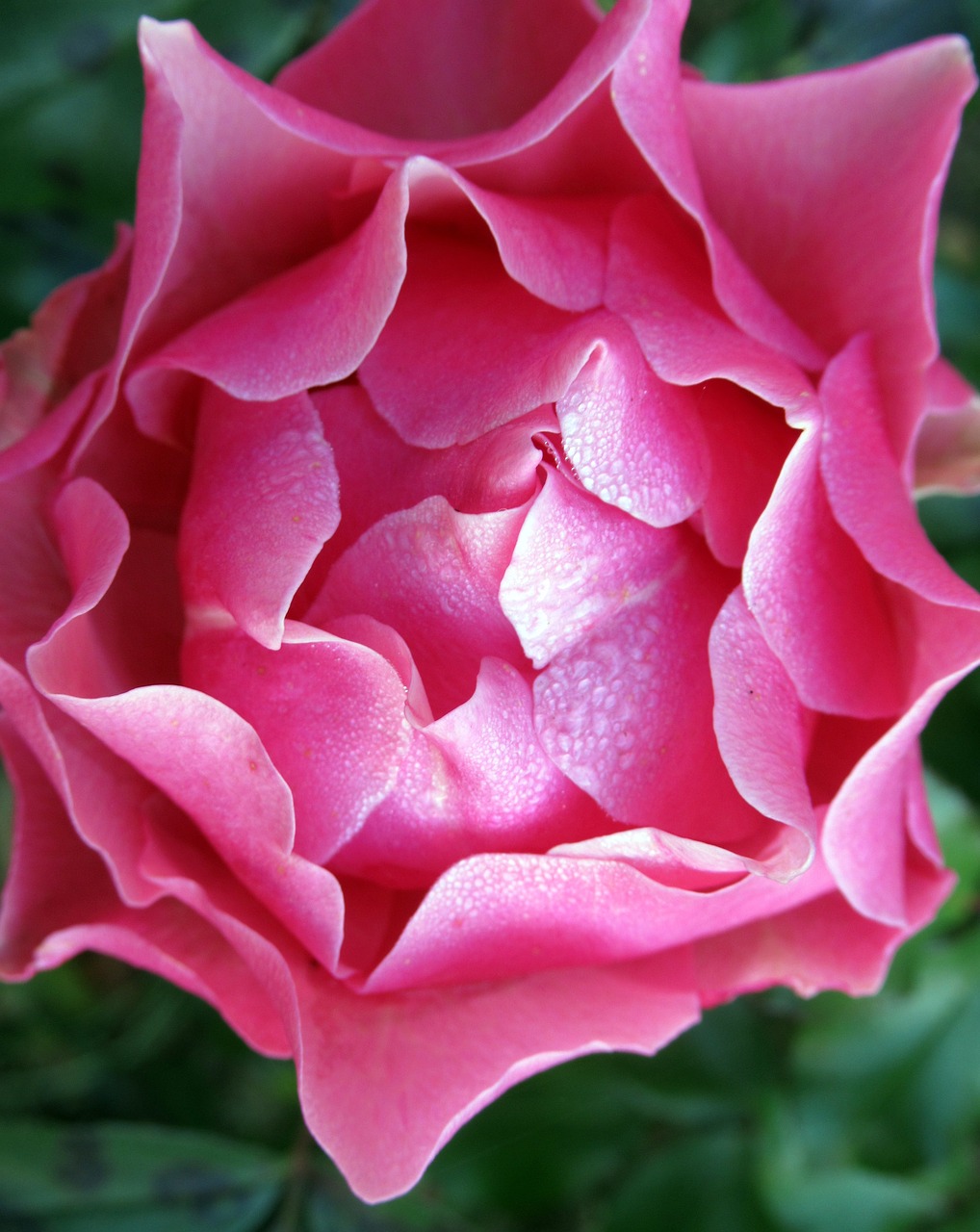 garden rose dew free photo