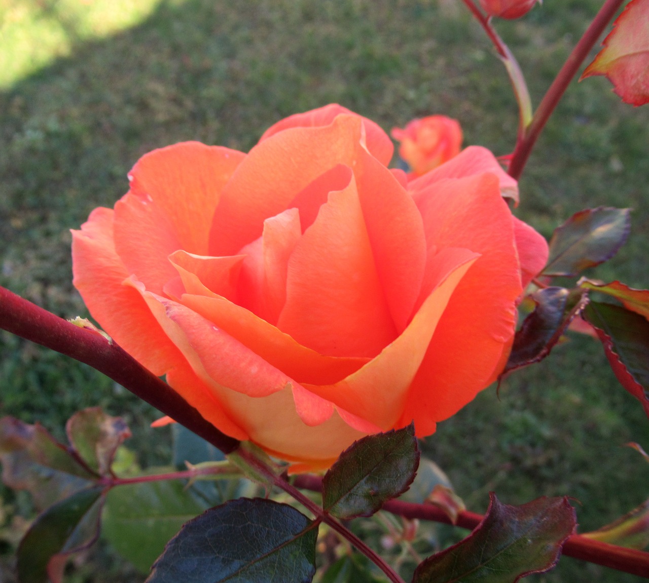 garden rose petals free photo