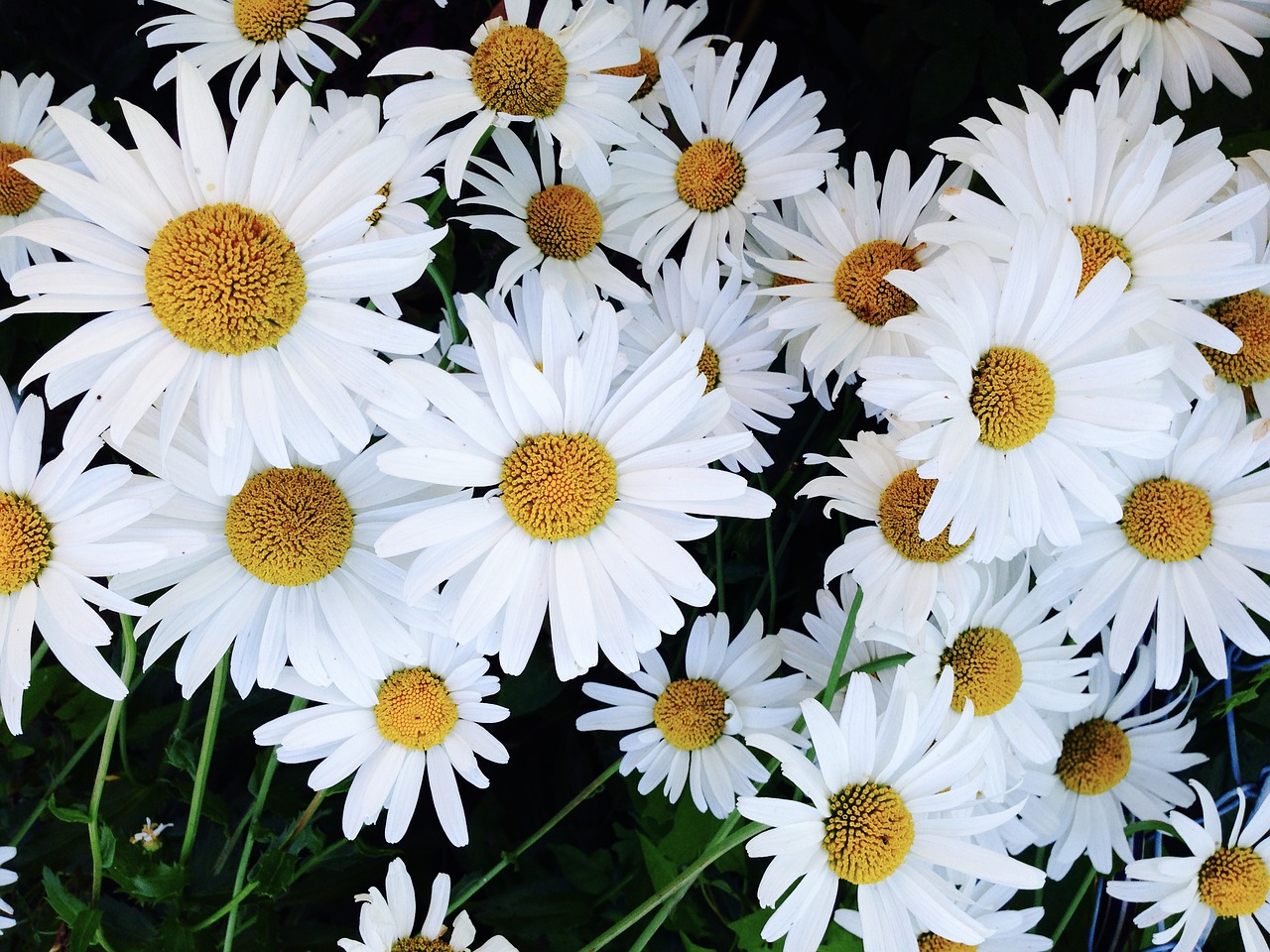 garden daisies flower free photo