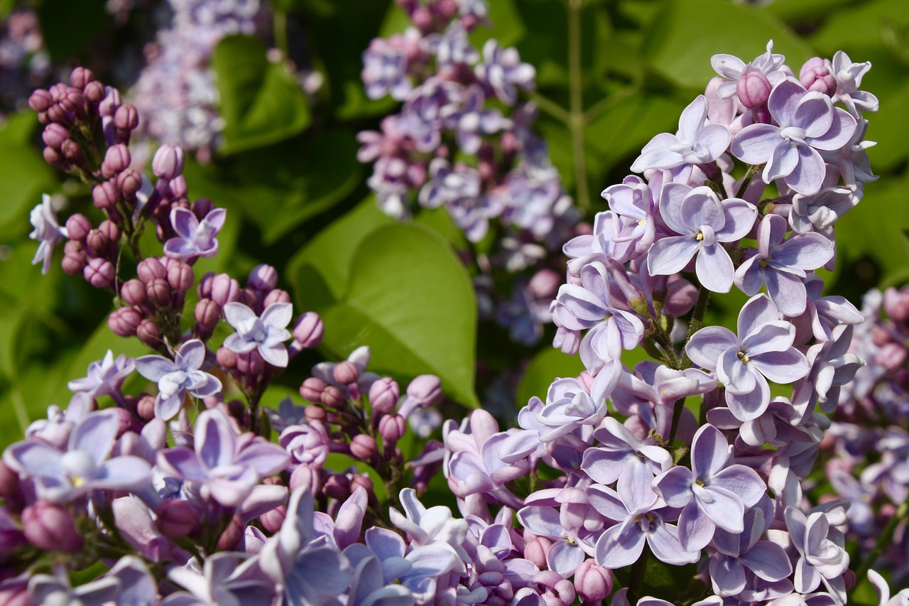 garden lilac flower free photo