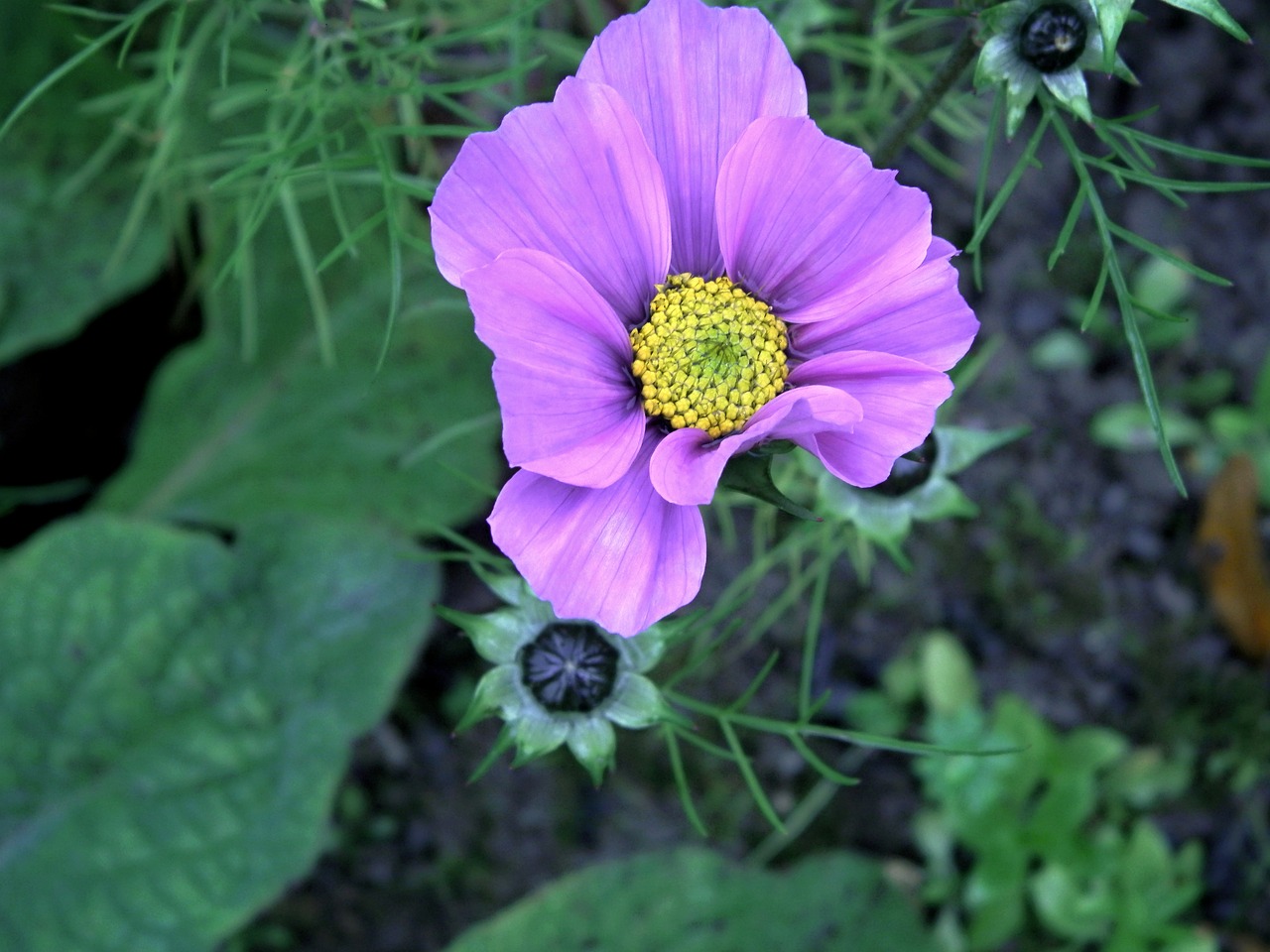 garden flowers plant free photo