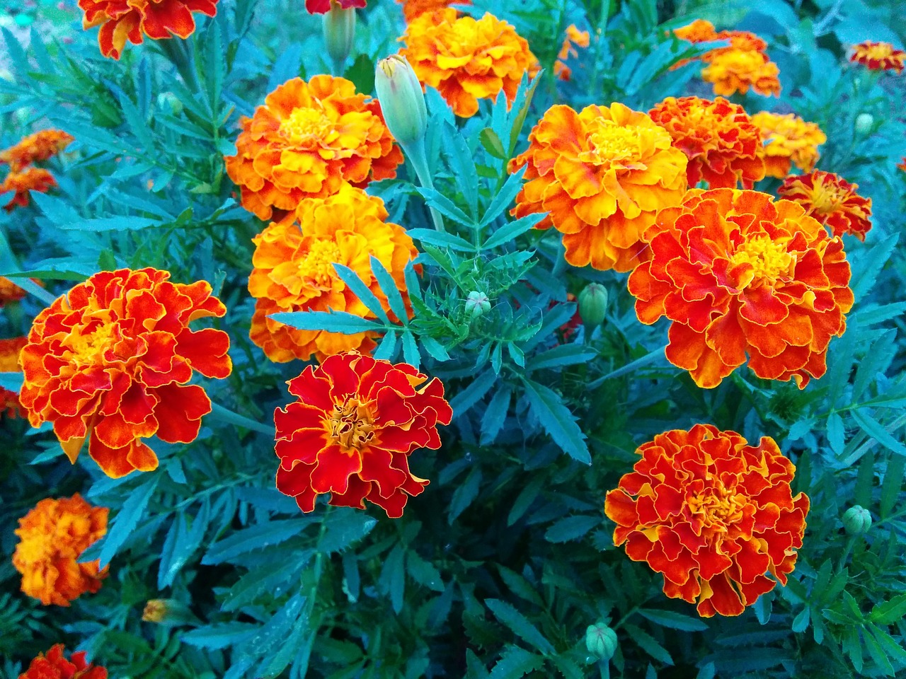 garden flowers marigold free photo