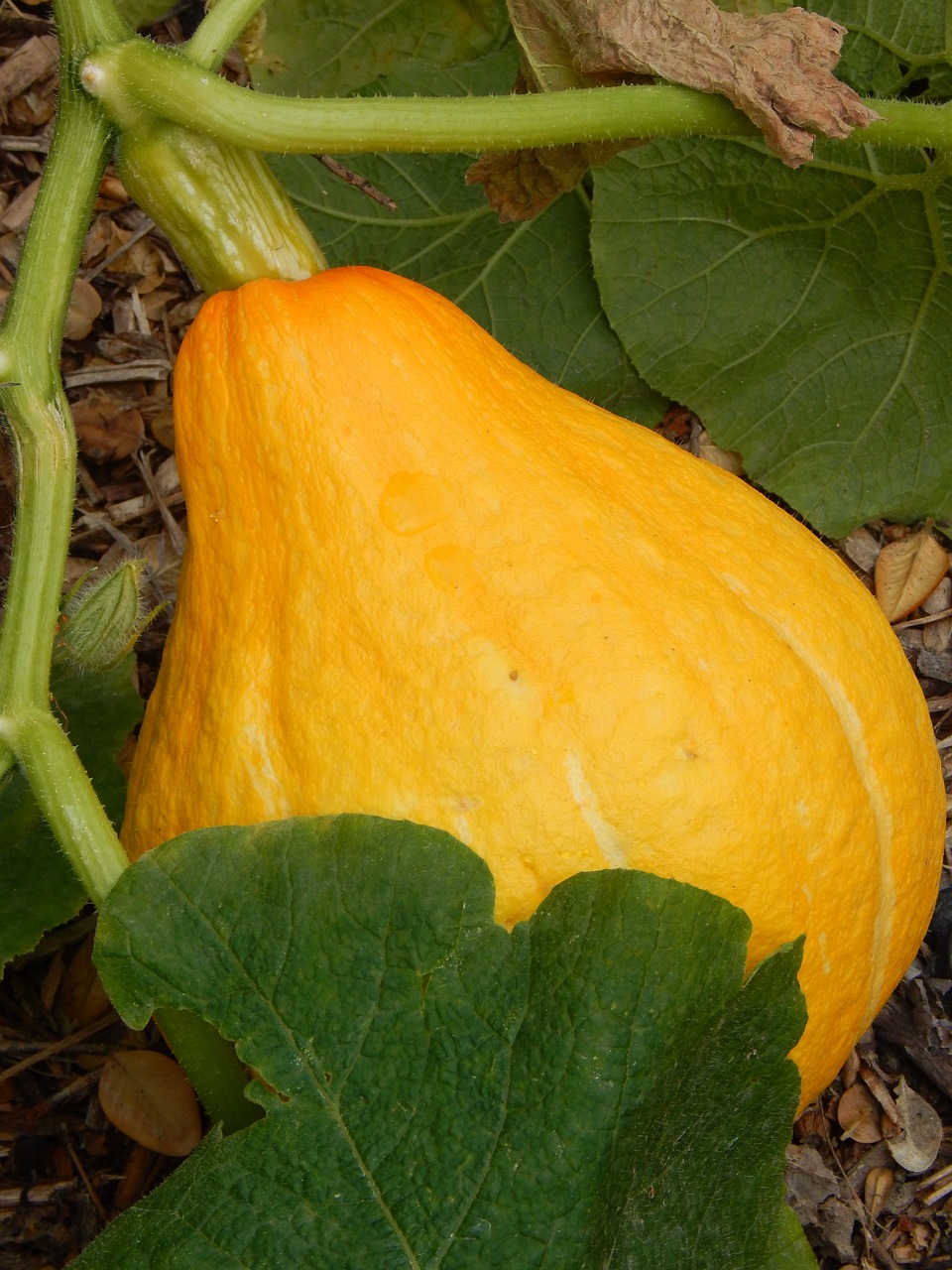 garden squash pumpkin free photo