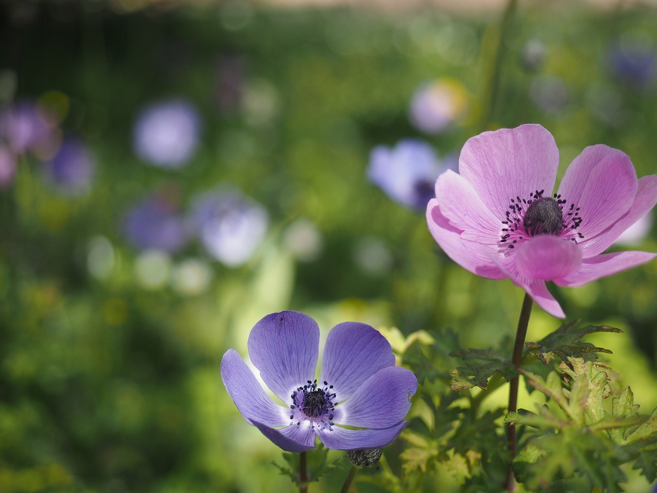 garden spring poppy free photo