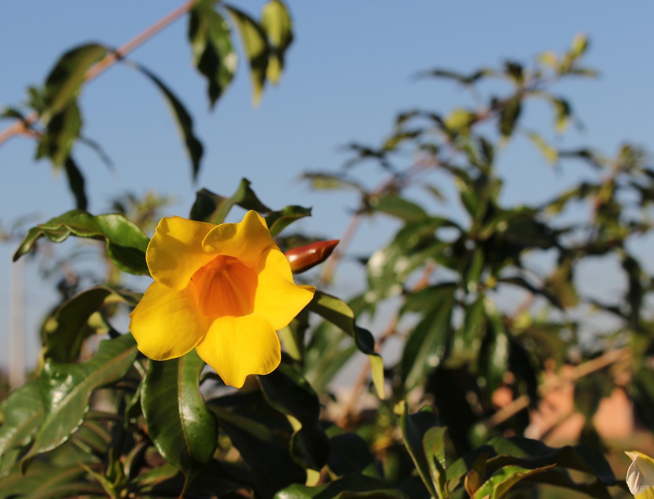 garden yellow flower sky free photo