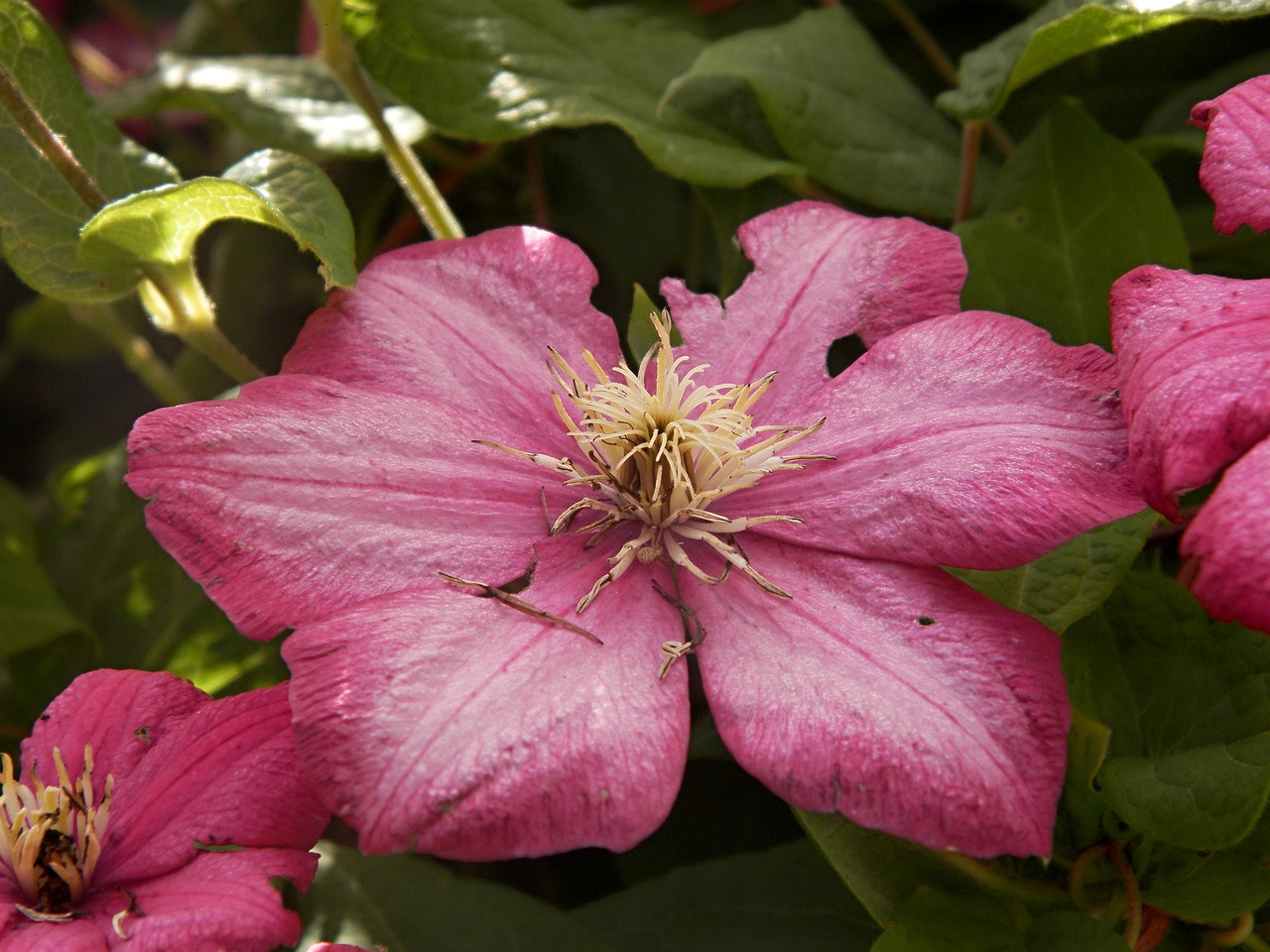 garden flowers plant free photo