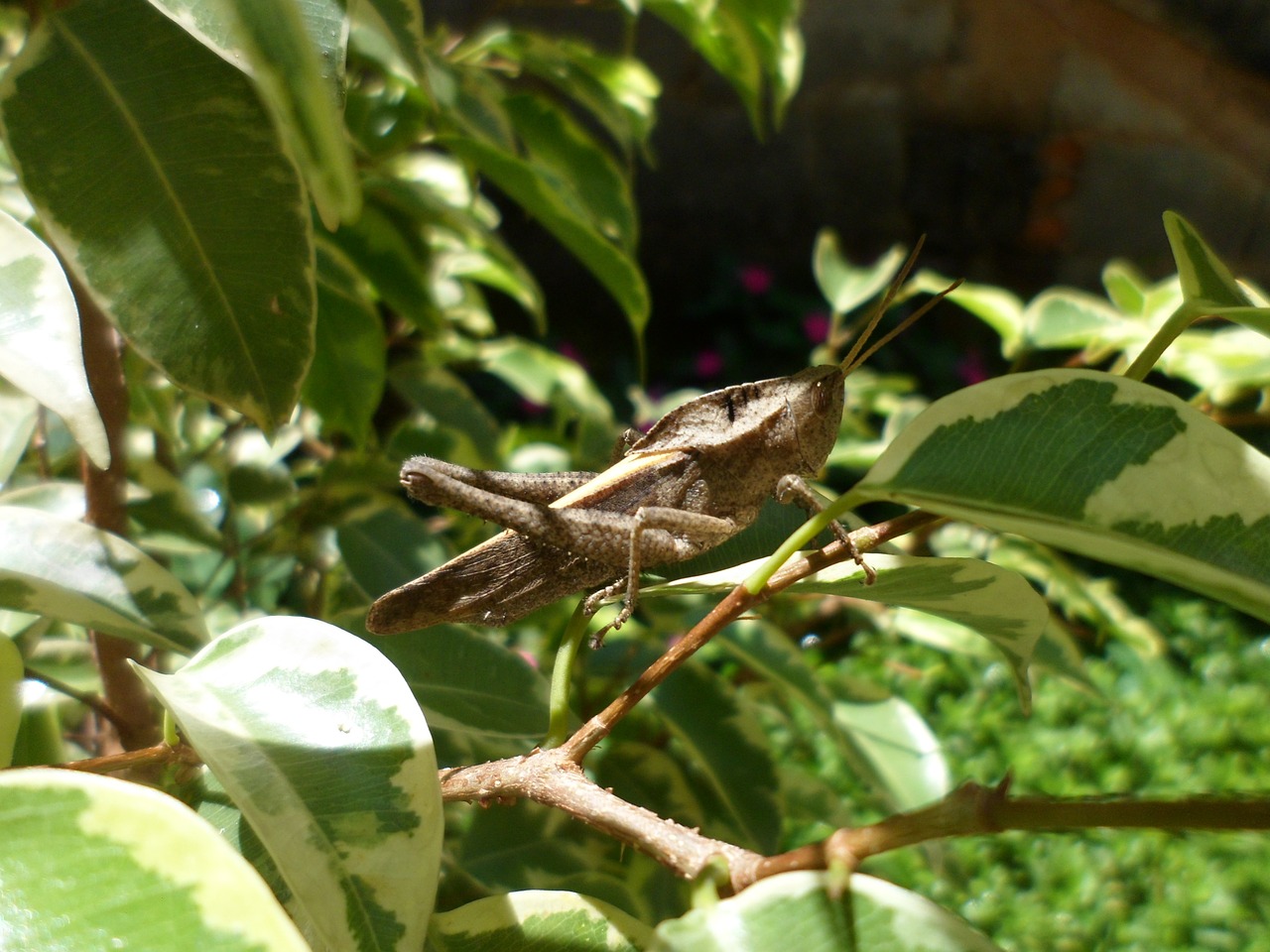 garden grasshopper insect free photo