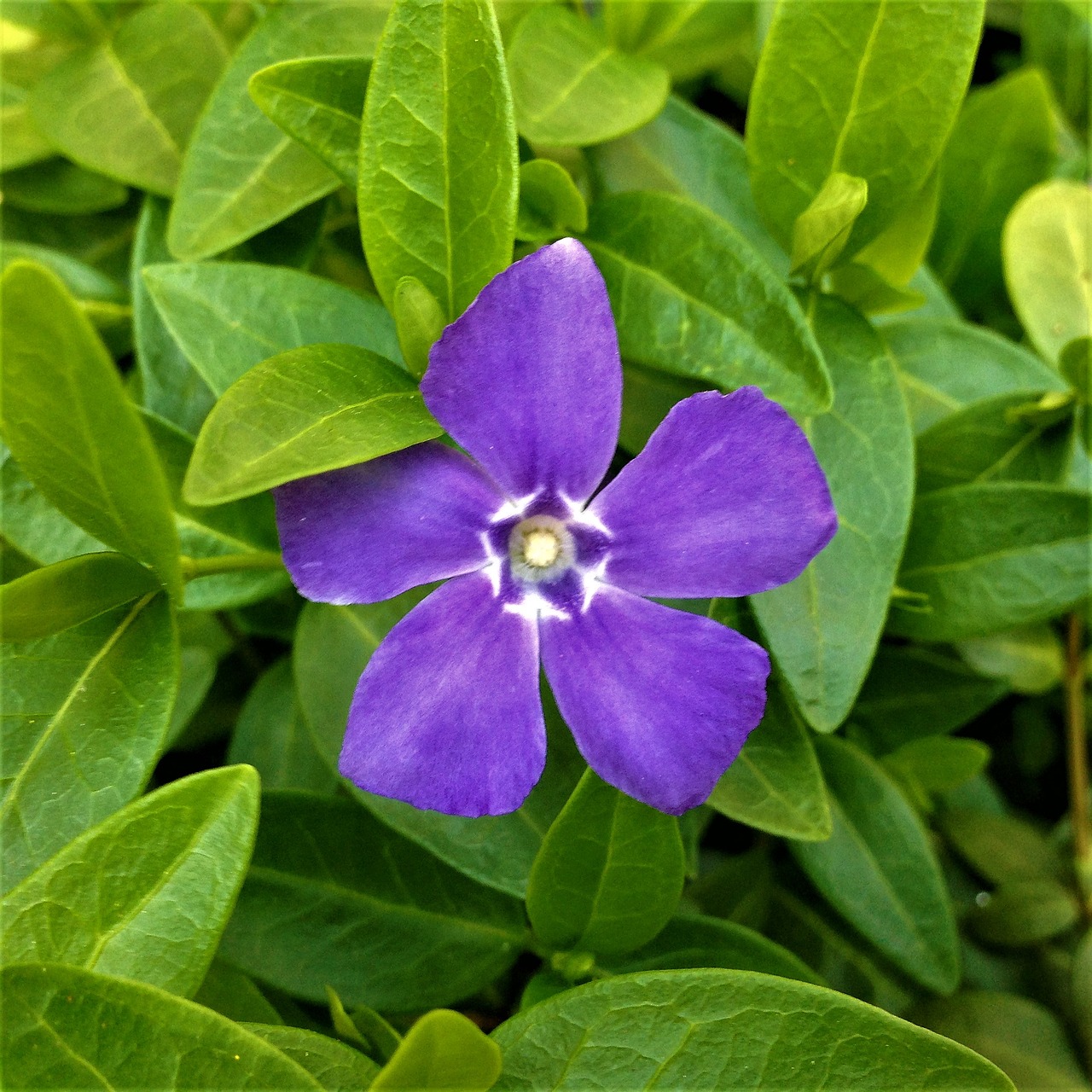 garden plant nature free photo