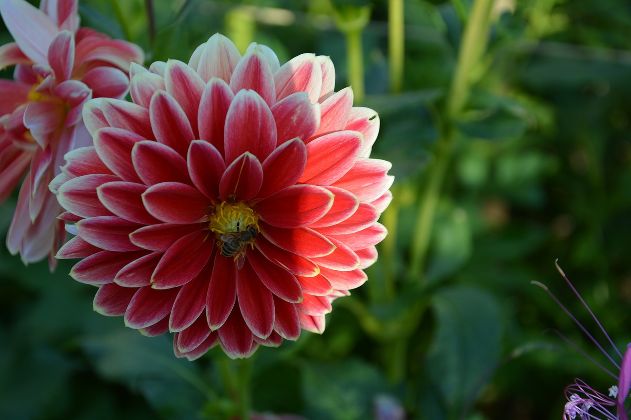 garden  slovakia  nature free photo