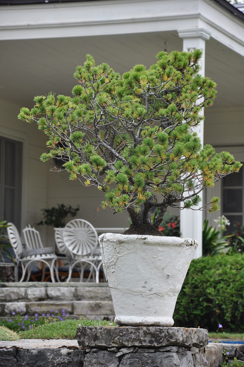 garden  architecture  tree free photo