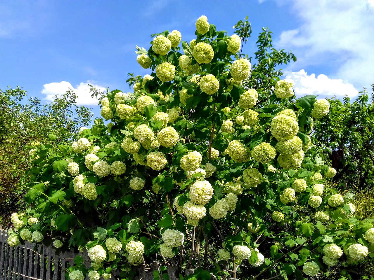 garden  plant  nature free photo