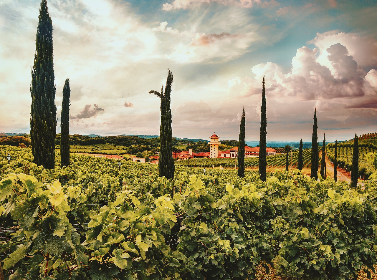 garden  landscape  grape free photo