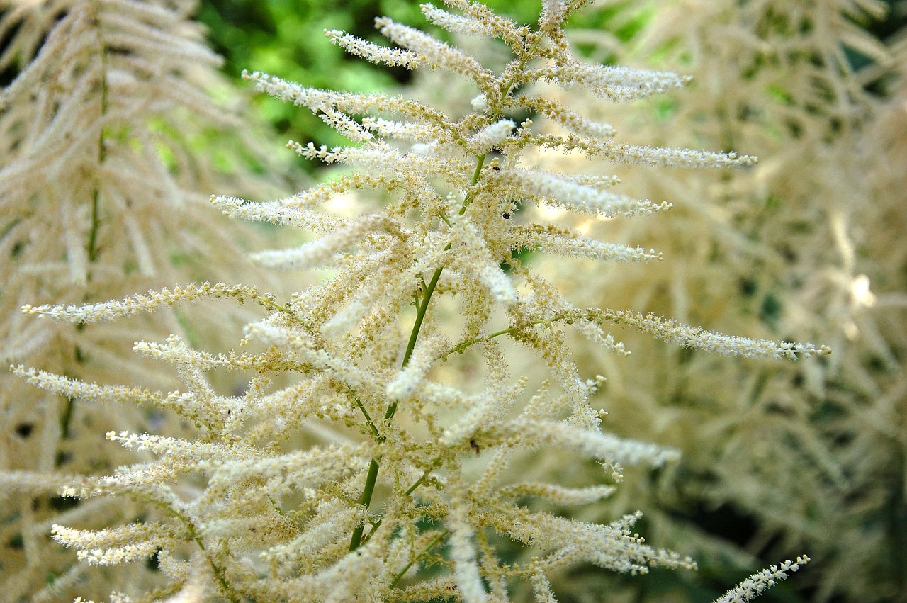 garden plant bloom free photo