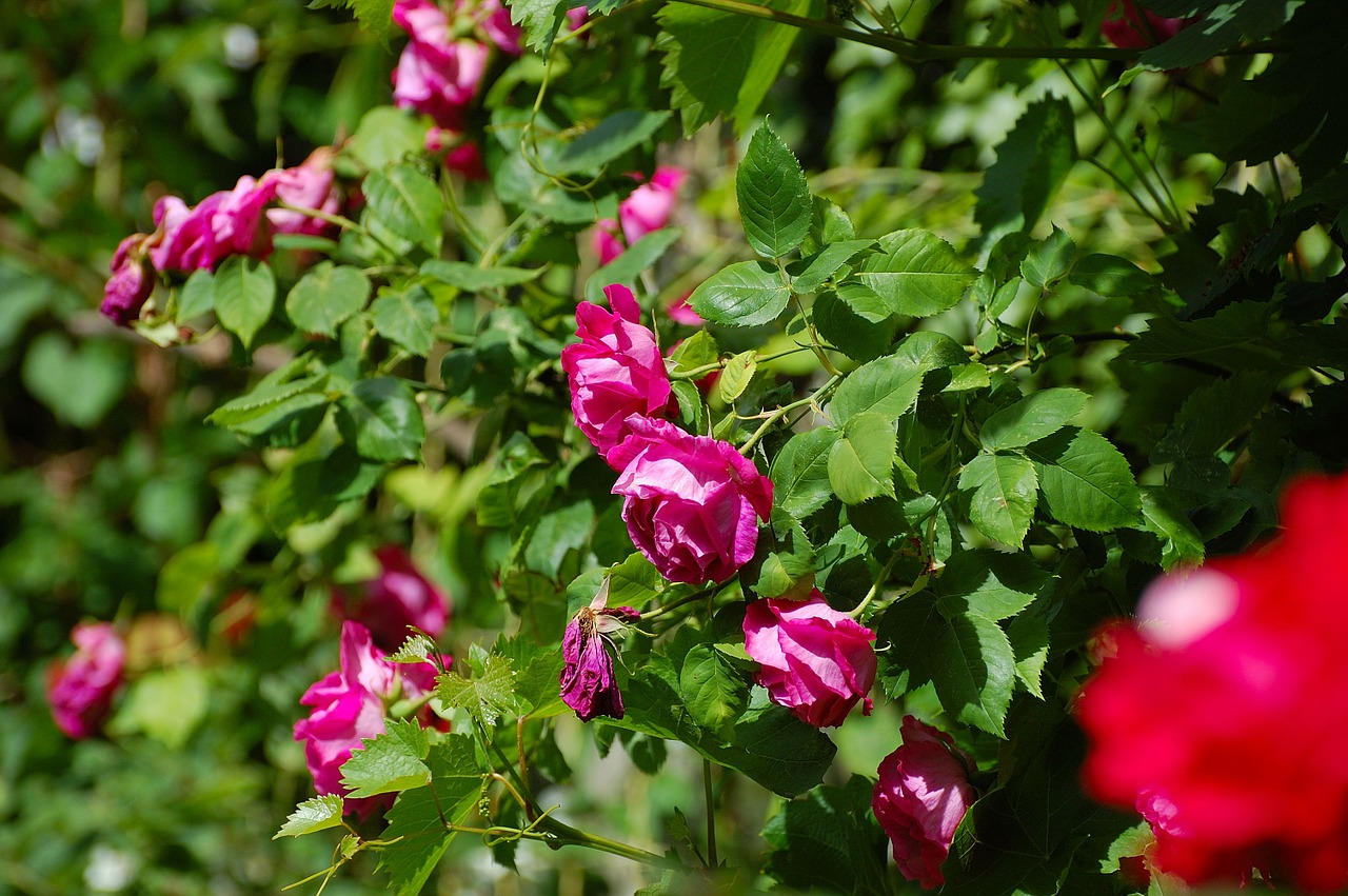 garden rose bush bloom free photo