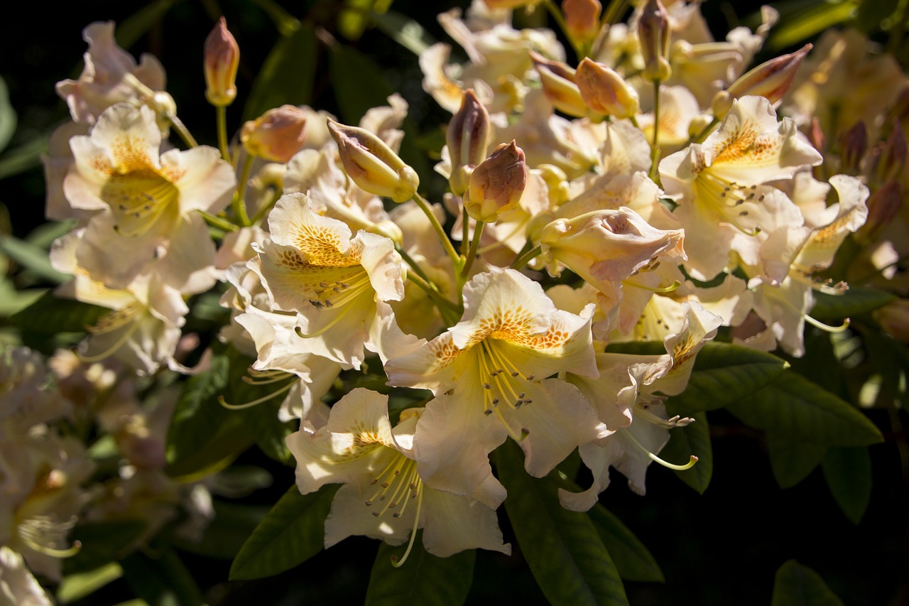 garden  flower  blossom free photo