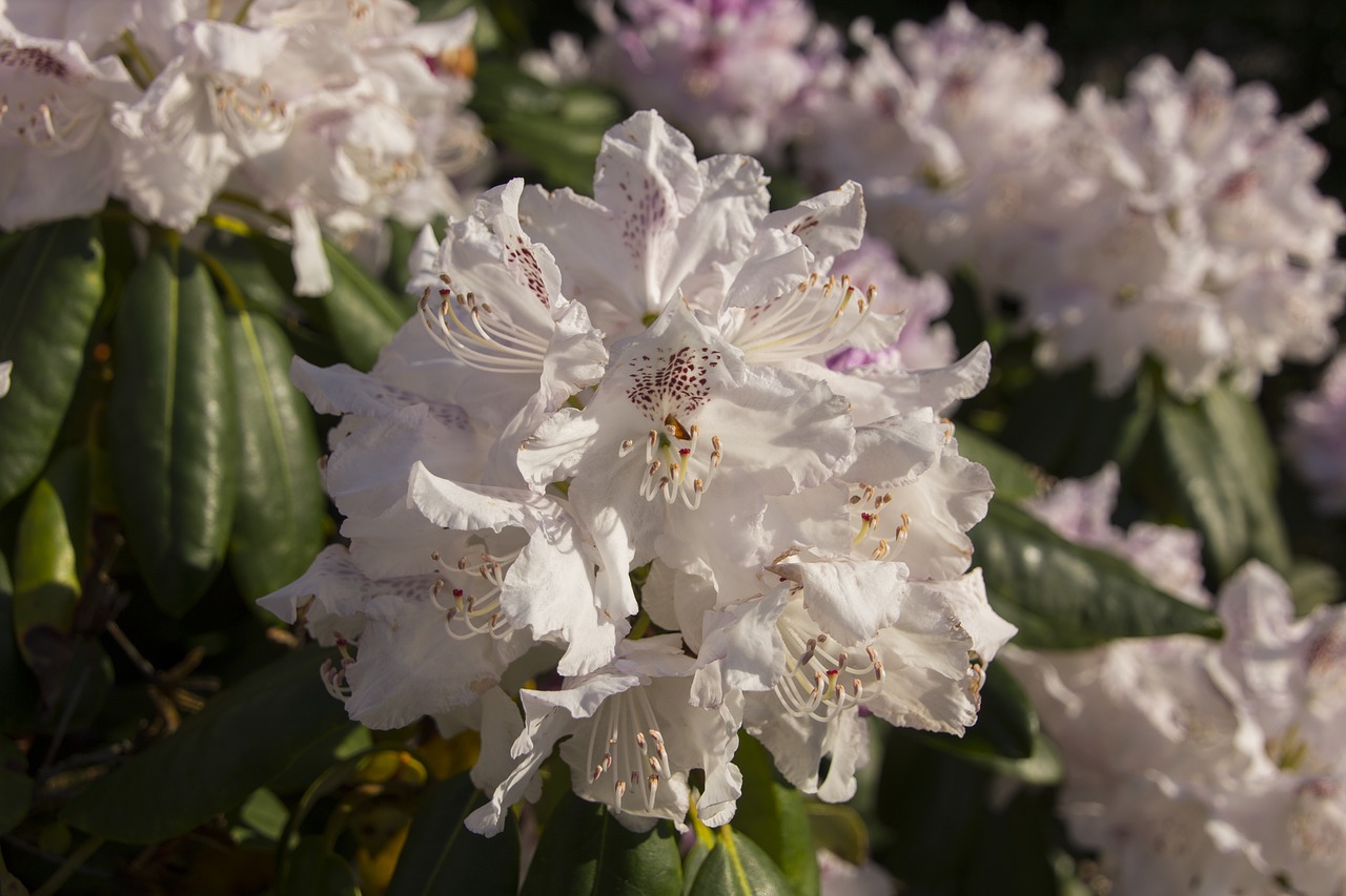 garden  flower  blossom free photo