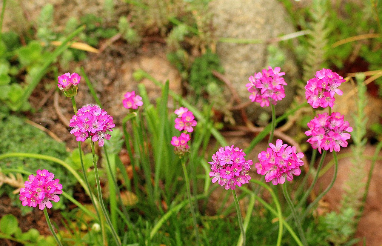 garden  spring  pink flowers free photo