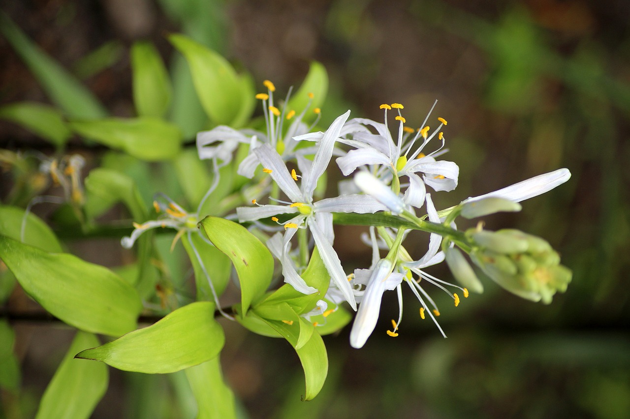 garden  spring  white flowers free photo