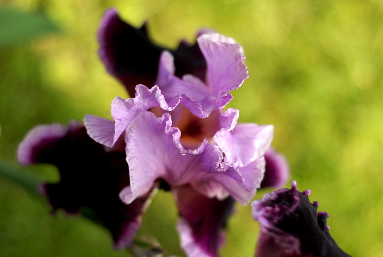 garden  flower  iris free photo