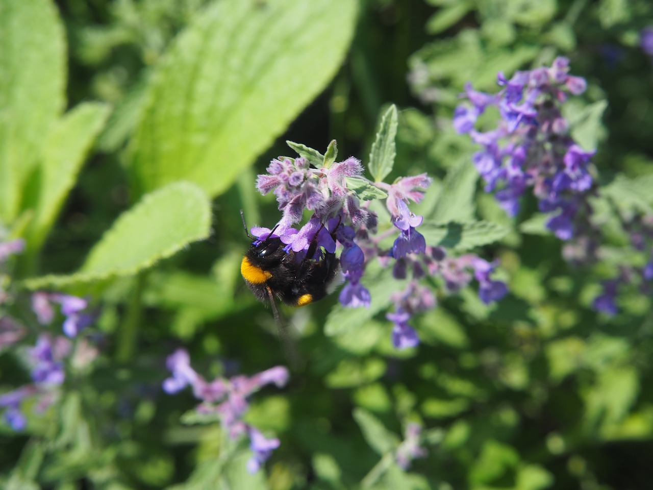 garden  nature  insect free photo