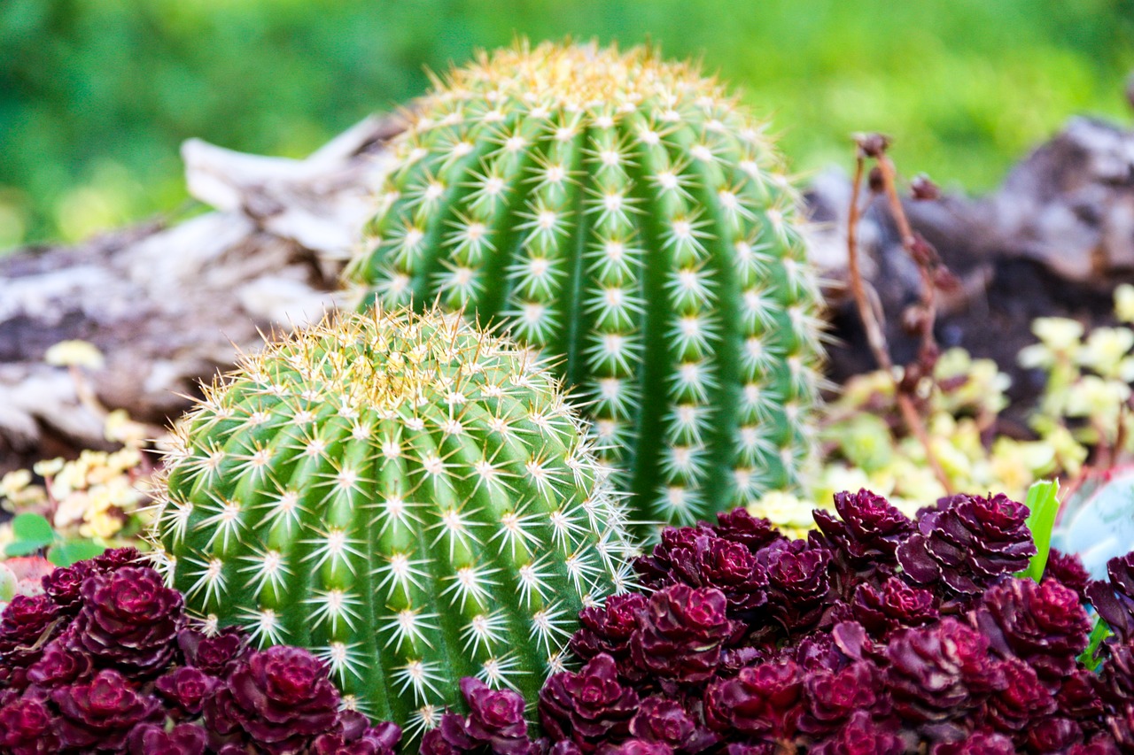 garden  cactus  prickly free photo