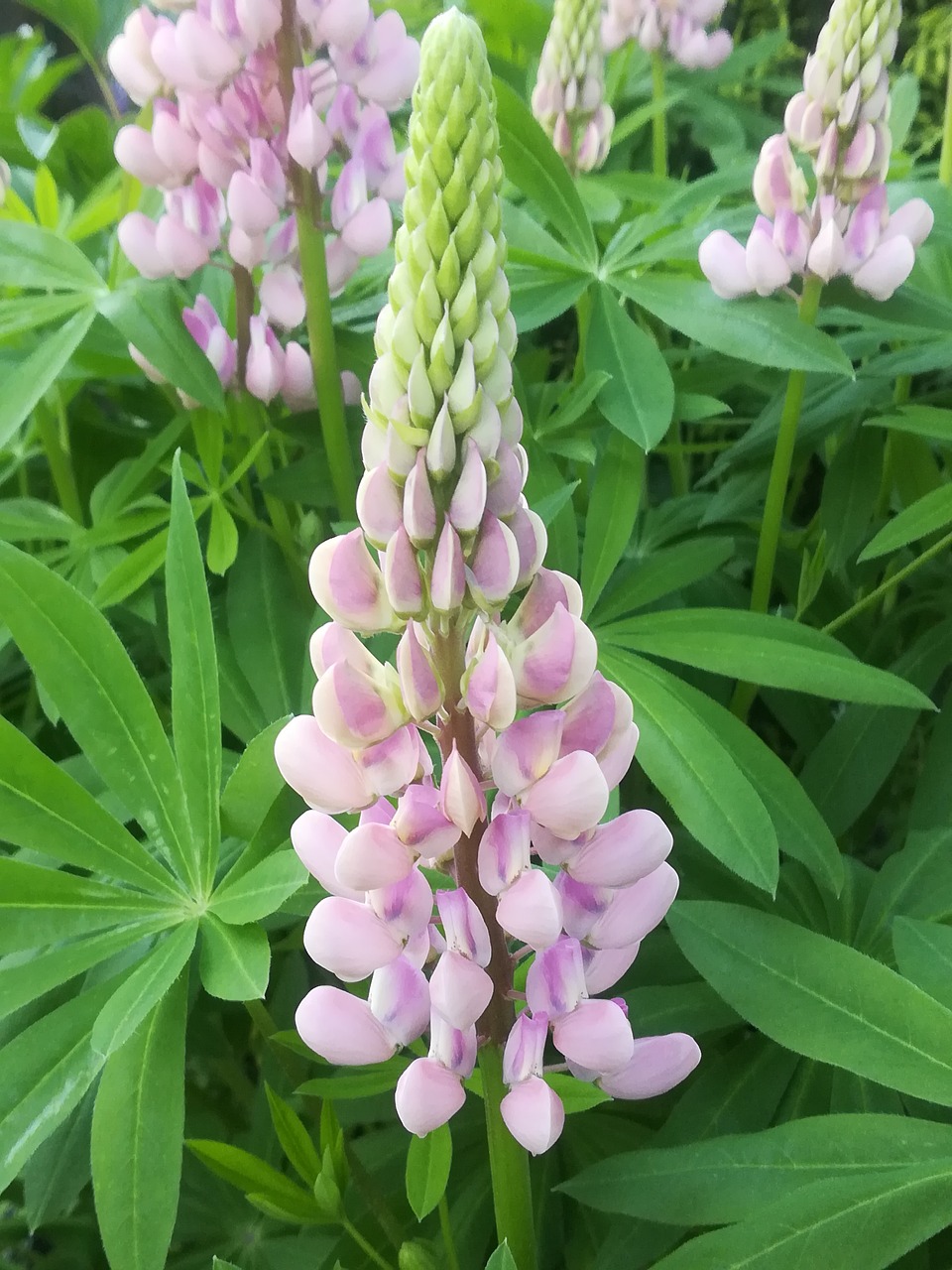 garden  lupine free pictures free photo