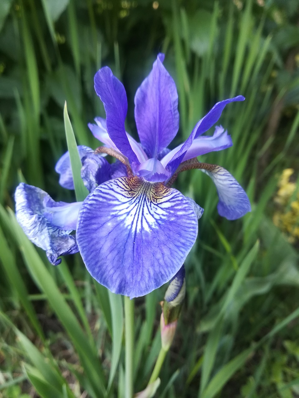 garden  flower  iris free photo